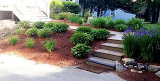 Hosta And Iris Bed Along Wooden Steps