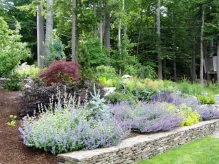 Purple catmint border along stone wall with Japanese maple