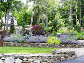 Stone wall planting bed with Japanese maple and gravel drive