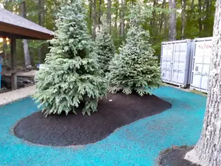 Hydroseeded bed around blue spruce trio near storage containers