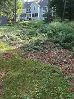 Overgrown yard requiring hydroseeding and lawn restoration