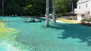 Waterfront hydroseeding with established turf transition