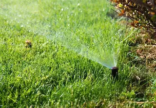 Sprinkler head spraying lawn near shrub bed