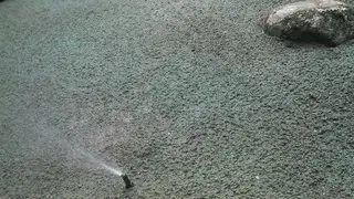 Sprinkler head watering mulch bed near boulder