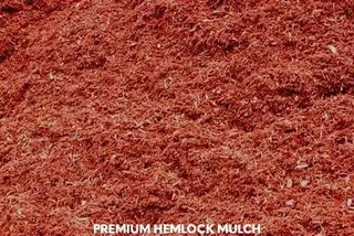 Premium hemlock mulch sample