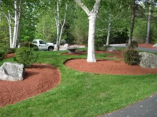 Birch grove with fresh red mulch beds
