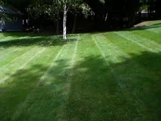 Shaded striped lawn with birch tree