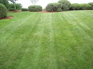 Striped lawn beside rounded shrub hedge