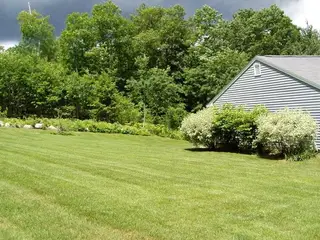 Striped lawn bordering flowering shrub bed