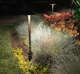 Path lights illuminating ornamental grasses at night