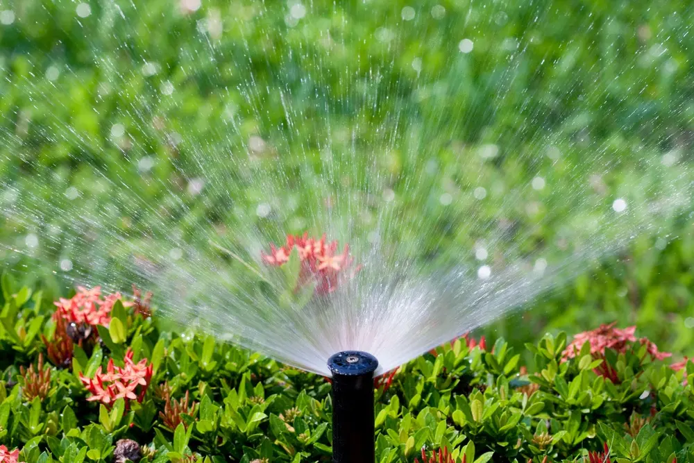 A garden sprinkler watering green plants and red flowers