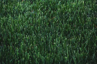 Healthy established sod grass