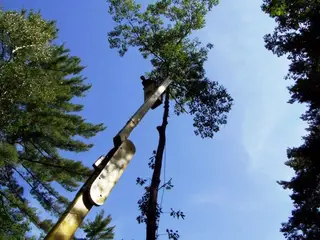 Tree work and removal in a wooded Lakes Region landscape